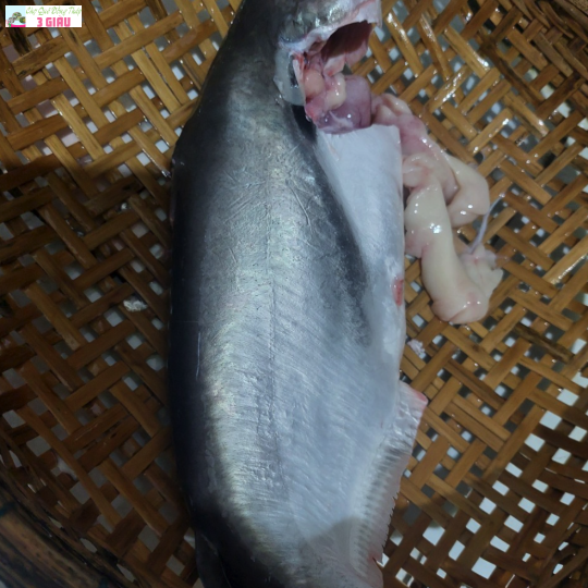 CÁ VỒ ĐÉM SÔNG /KG