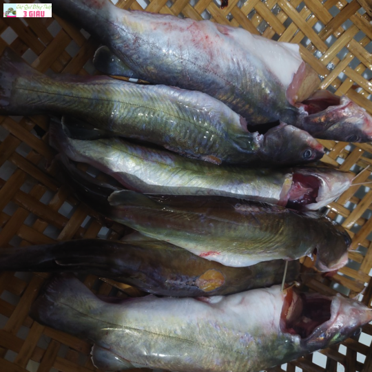 CÁ LĂNG SÔNG /500GR
