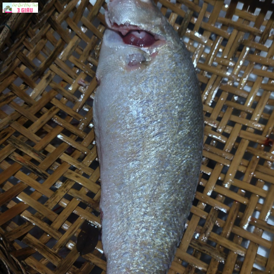 CÁ SỦ /KG