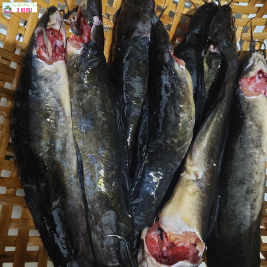 CÁ TRÊ ĐỒNG /500GR