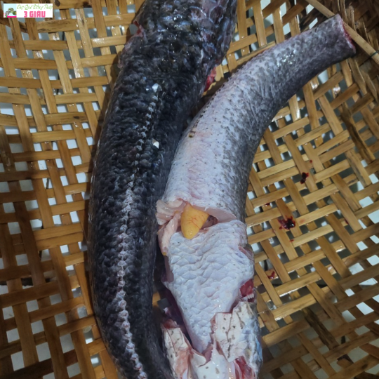 CÁ LÓC ĐỒNG /500GR
