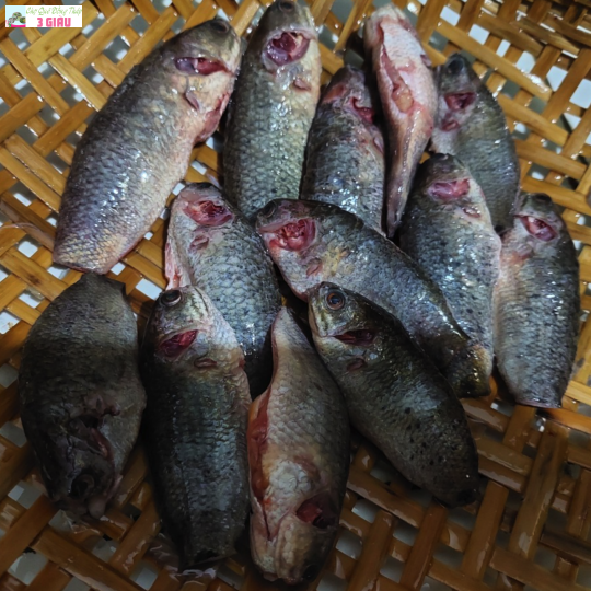 CÁ RÔ ĐỒNG /500GR