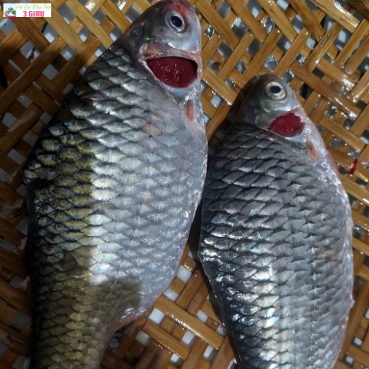 CÁ MÈ VINH /500GR