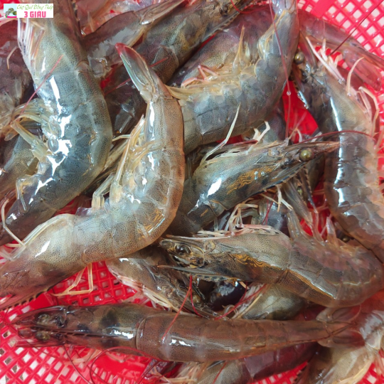 TÔM THẺ /KG