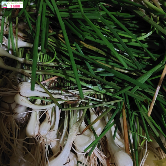 KIỆU TƯƠI /KG