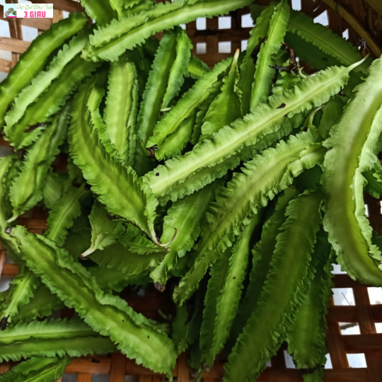 ĐẬU RỒNG /KG