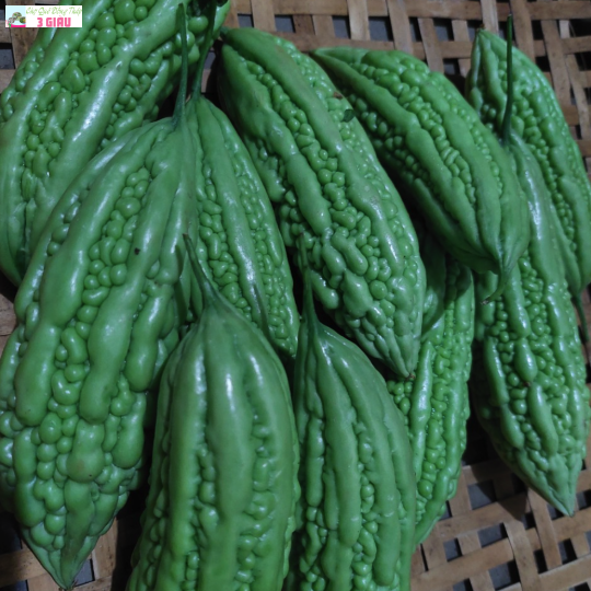 KHỔ QUA VƯỜN /KG
