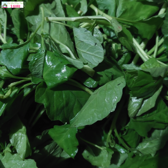 CẢI TRỜI /KG