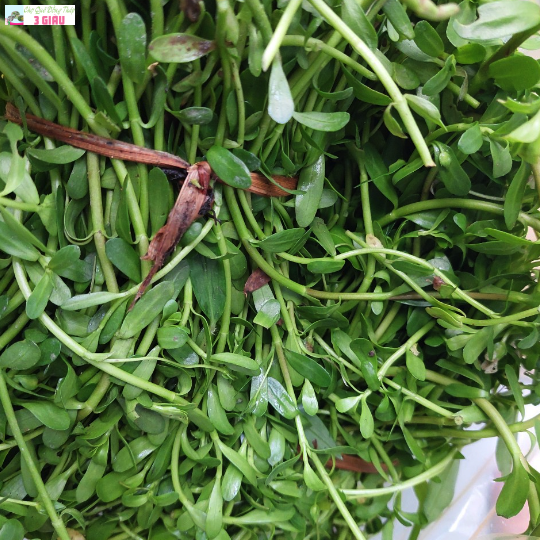 RAU ĐẮNG /KG