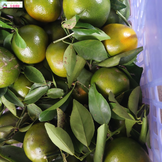 QUÝT ĐƯỜNG /KG