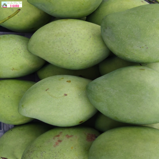 XOÀI CÁT HÒA LỘC /KG