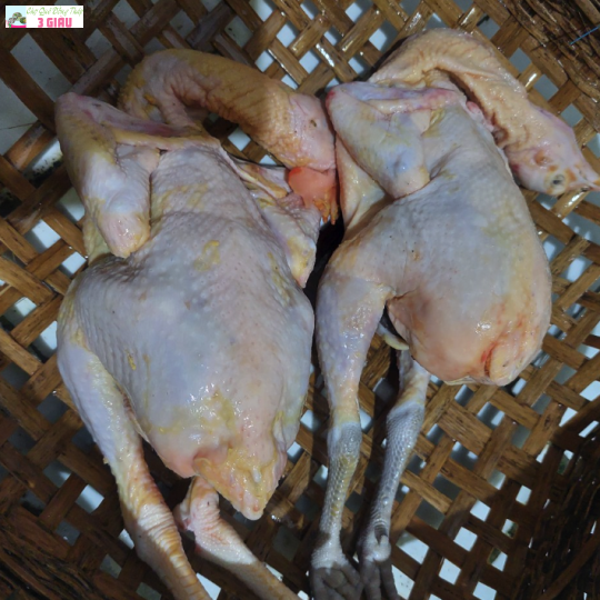 GÀ TRE /KG (cân sống)
